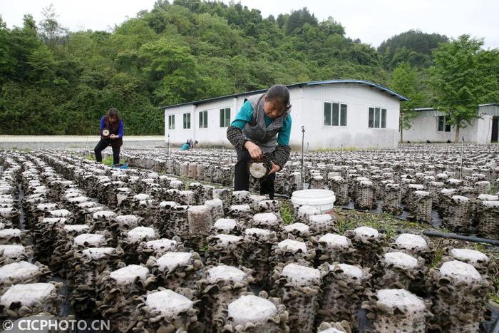 重庆黔江:全桑枝育出“生态食用菌”