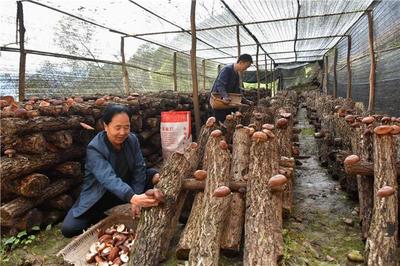 康县白杨镇朱家沟村实现就业增收